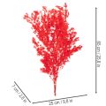Bottes d'asperges séchées pour compositions florales, 65 cm, 80 g | Floristik24.be