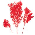Bottes d'asperges séchées pour compositions florales, 65 cm, 80 g | Floristik24.be