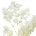 Floristik24 Asperges décoration sèche herbe ornementale séchée blanche 80g