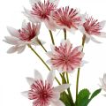 Floristik24 Grande Fleur Artificielle Astrania Artificielle en Soie Blanc Rose L61cm