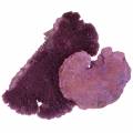 Floristik24 Eponge d&#39;arbre violet blanchie à la chaux 1kg