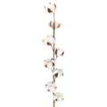 Floristik24 Branche de coton artificielle avec 8 vraies fleurs, 78 cm