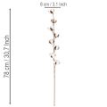 Branche de coton artificielle avec 8 vraies fleurs, 78 cm | Floristik24.be