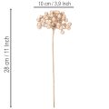 Branche de baies artificielles, décoration couleur champagne, 28 cm, lot de 3 | Floristik24.be