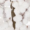 Branche artificielle décorative d'hiver avec baies et pommes de pin, 60 cm | Floristik24.be
