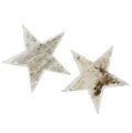 Floristik24 Bouleau étoiles enneigement naturel 9cm 15pcs