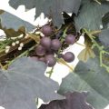 Floristik24 Couronne décorative de feuilles de vigne et de raisins Couronne d&#39;automne de vignes Ø60cm