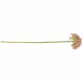 Floristik24 Allium artificiel Rose 55cm