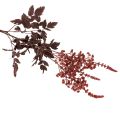Astilbe artificielle à longue