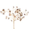 Branche de haricot fleuri