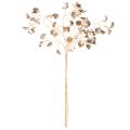 Branche de haricot fleuri