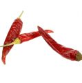 Piments piment court rouge 250g | Floristik24.be