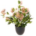Floristik24 Hellébore artificielle en pot, rose de Noël, pour la décoration intérieure, 50 cm