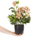 Hellébore artificielle en pot, rose de Noël, pour la décoration intérieure, 50 cm | Floristik24.be