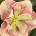 Hellébore artificielle en pot, rose de Noël, pour la décoration intérieure, 50 cm | Floristik24.be