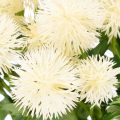 Chrysanthèmes artificiels, bouquet blanc crème, branche décorative, grande taille 56 cm, lot de 4 | Floristik24.be