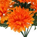 Floristik24 Chrysanthème orange avec 7 fleurs