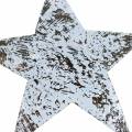 Floristik24 Noix de coco étoile blanche lavée 10cm 20pcs