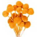 Floristik24 Bouquet de craspedias séchées, 55 cm, 20 pièces