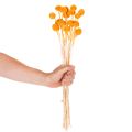 Bouquet de craspedias séchées, 55 cm, 20 pièces | Floristik24.be