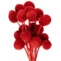 Floristik24 Fleurs de Craspedia séchées et teintées, à longues tiges, 55 cm, 20 pièces