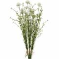 Floristik24 Bouquet de séchage de paquet de craspedia blanc de pilon artificiel 3pcs