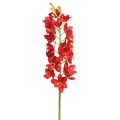 Floristik24 Orchidée Cymbidium rouge 78 cm