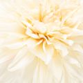 Dahlia artificiel pour vase 68 cm | Floristik24.be