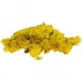 Floristik24 Mousse déco jaune mousse de renne pour artisanat jaune citron 500g