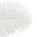 Floristik24 Plumes d&#39;autruche décoratives, vraies plumes, blanches, 38-40cm, 2 pièces