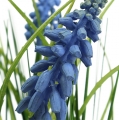 Floristik24 Jacinthes artificielles en pot Bleu 24cm