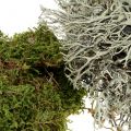 Floristik24 Mélange de mousse décorative naturel, vert 500g
