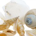 Floristik24 Coquilles d&#39;escargots déco Escargots de mer nature Décoration maritime 350g