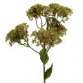 Floristik24 Branche décorative orpin vert 58 cm