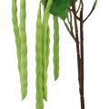 Floristik24 Branche décorative branche de haricot plante artificielle verte 68cm