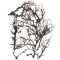 Floristik24 Branches déco bonsaï bois déco branches 15-30cm 650g