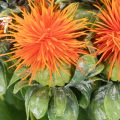 Carthame orange artificiel, fleur artificielle pour vases et décoration, 55 cm, lot de 4 | Floristik24.be