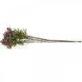 Floristik24 Chardon Artificielle Tige Fleur Rose 10 Têtes De Fleurs 68cm 3pcs