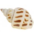 Floristik24 Véritables coquillages décoration coquilles d&#39;escargots, coquille nacre Capiz 400g