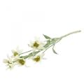 Floristik24 Edelweiss fleur artificielle blanc floqué 38cm