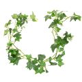 Floristik24 Guirlande de lierre artificiel pour décoration de chambre 173 cm