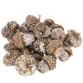 Floristik24 Glands, produit naturel de décoration, blanchis à la chaux, 1-3 cm, 300 g