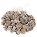 Glands, produit naturel de