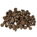 Floristik24 Coupes décoratives en forme de glands naturels, pour l'automne et l'Avent, 2 cm, 300 g