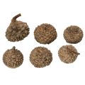 Coupes décoratives en forme de glands naturels, pour l'automne et l'Avent, 2 cm, 300 g | Floristik24.be