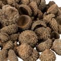 Coupes décoratives en forme de glands naturels, pour l'automne et l'Avent, 2 cm, 300 g | Floristik24.be