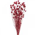 Floristik24 Fleurs séchées Rouge Chardon Sec Fraise Chardon Coloré 100g