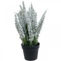 Floristik24 Erika blanc bruyère genêt bruyère plante artificielle H26cm
