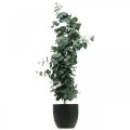 Floristik24 Eucalyptus en pot Plante artificielle Décoration végétale artificielle H87cm