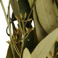 Floristik24 Branches d&#39;Eucalyptus Conservées Feuilles Vert Ovale 150g